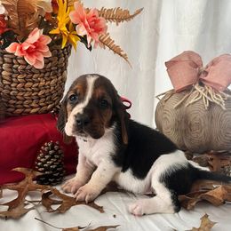 Pocahontas - Black brown and white female Basset Hound puppy in Willow Spring, North Carolina from Blackberry Creek Basset Hounds