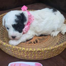 Maddie - Black & white female Maltipoo puppy in Sahuarita, Arizona from Cowgirl's Legacy Maltipoos