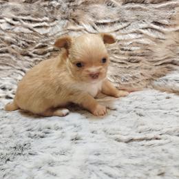 Cream - Cream male Chihuahua puppy in Richmond, Virginia from Breens