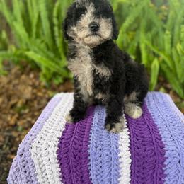Current - Merle male Goldendoodle puppy in Atlantic Beach, Florida from Glamorous Golden Doodles