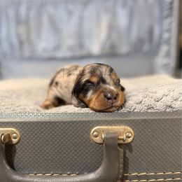 Ham - Dapple male Dachshund puppy in Anderson, Alabama from Pasek Kennels