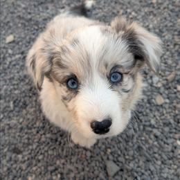 Lad - Brindle merle and white male Cardigan Welsh Corgi puppy in Hotchkiss, Colorado from Bell S Ranch