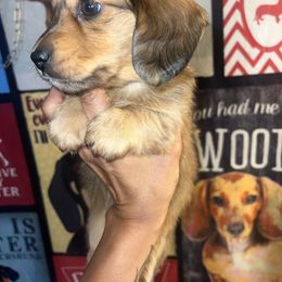 Boy 2 - Sable male Dachshund puppy in Bon Air, Tennessee from Clemons Mini Dachshunds of Tennessee