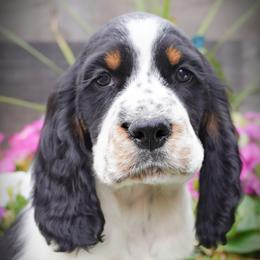 Boy 1 - Black white and tan male English Springer Spaniel puppy in Great Falls, Montana from Big Sky Springers