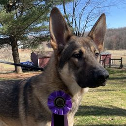 Brizo - German Shepherd