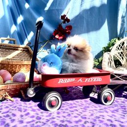 Toby - Orange parti Pomeranian puppy in Cass City, Michigan from Lil'Fevre Chihuahuas