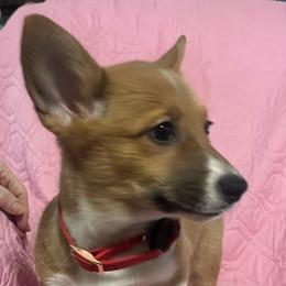 Bruno - Red male Pembroke Welsh Corgi puppy in New Waverly, Texas from Corgie & Cream Paradise