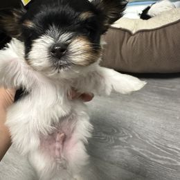 Biewer Terrier Puppies from Lozado’s Biewers