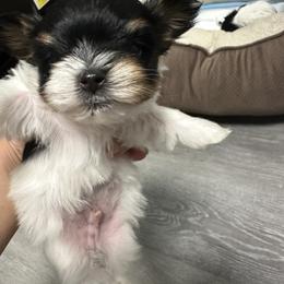 Biewer Terrier Puppies from Lozado’s Biewers
