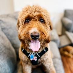 Nova - Goldendoodle