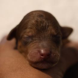Cairo - Red  male Goldendoodle puppy in Forney, Texas from Diamond Doodle Pups and Poodles