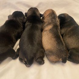 Pink - Salt and pepper female Miniature Schnauzer puppy in Lehigh Acres, Florida from Regency Schnauzer