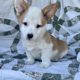 Grimes - White and red male Pembroke Welsh Corgi puppy in Washington, Arkansas from Foxy Knoll Farm