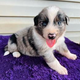 Duke - Blue merle male Australian Shepherd puppy in Charlotte, North Carolina from Awesome Aussies