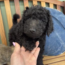 Duke - Black male Double Doodle puppy in Big Stone Gap, Virginia from Southern Sunshine Doodles