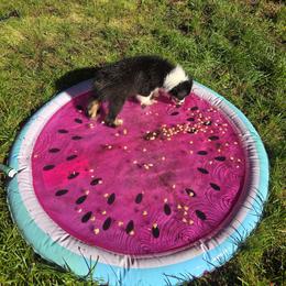 Australian Shepherd Puppies from SolarStorm Australian Shepherds