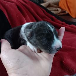 Name still to come - Black & white female Australian Shepherd puppy in Sultan, Washington from Van Huitt Australian Shepherds