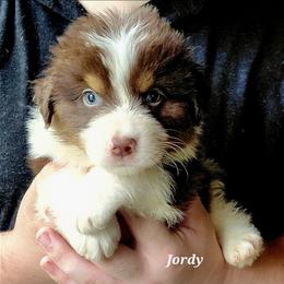 JORDY - Red tri-color male Australian Shepherd puppy in Elk Creek, Missouri from Hearts on Fire Australian Shepherds