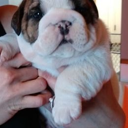 Bulldog Puppies from Big Pine Bulldogs