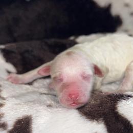 Boy 2 - Cream male Aussiedoodle puppy in Mtn Rest, South Carolina from Stocktons Doxies & Poodles