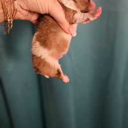 Pomeranian Puppies from Moon Howlers Pomeranians