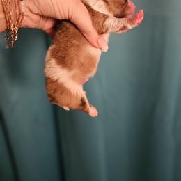 Pomeranian Puppies from Moon Howlers Pomeranians