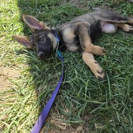 Blue(Female) - Sable female German Shepherd puppy in Orgas, West Virginia from Haus der Höllenhunde
