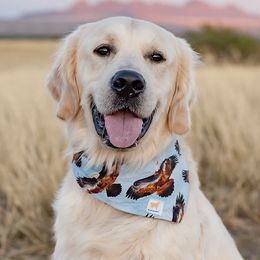 Golden Retrievers from Grand Canyon Goldens