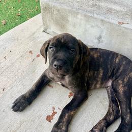 Yellow collar - Chestnut brindle female Cane Corso puppy in Homestead, Florida from Sabal Palm Cane Corso