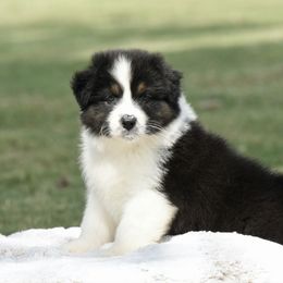 Justice - Black tri-color female Australian Shepherd puppy in Chickasha, Oklahoma from Rustic Lace