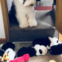 Old English Sheepdog Puppies from Bumblebears Old English Sheepdogs