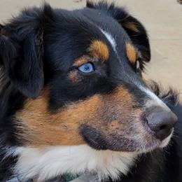 Storm - Australian Shepherd