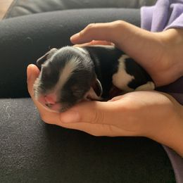 Superman - Tri-color male Cavalier King Charles Spaniel puppy in St. Cloud, Minnesota from Embricks Cavaliers