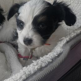 Papillon Puppies from Wendy’s Wings