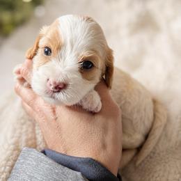 Chrysanthemum - Blenheim female Cavapoo puppy in Battle Lake, Minnesota from Panda Puppies
