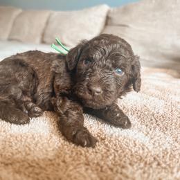 Hideaway - Chocolate male Goldendoodle puppy in Middletown, Ohio from Lady Doodle Farm