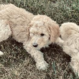 Labradoodle and Poodle Puppies from Top Knot Companions Poodles and Labradoodles