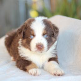 Klow - Red tri-color female Australian Shepherd puppy in Bloomington, California from Oro’z Farm Aussies