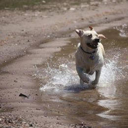 Labrador Retriever Puppies from Swinging Bridge Labrador Retrievers