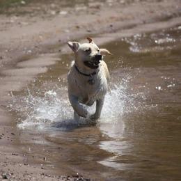 Labrador Retriever Puppies from Swinging Bridge Labrador Retrievers