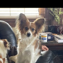 Mango - Papillon