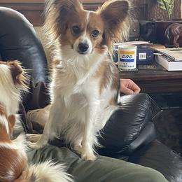 Mango - Papillon