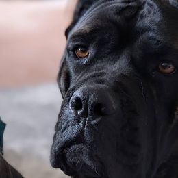 Sea - Cane Corso