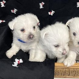 West Highland White Terrier Puppies from 2 Cute Westies