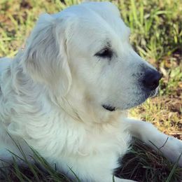 Jack - Golden Retriever