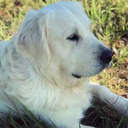 Jack - Golden Retriever