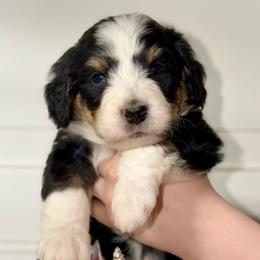 Thorne - Tri-color male Bernedoodle puppy in Beecher, Illinois from Erica’s Doodles