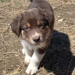 Morgan Girl 6 - Red tri-color female Australian Shepherd puppy in Solon, Maine from Mountain Range Australian Shepherds