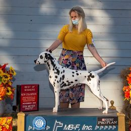 Quinn - Dalmatian