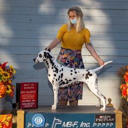 Quinn - Dalmatian